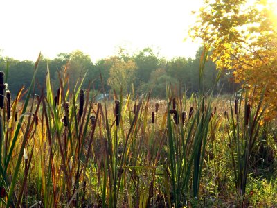 cat tail plants in beaver meadow